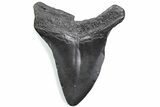Bargain, Fossil Megalodon Tooth - South Carolina #370460-1